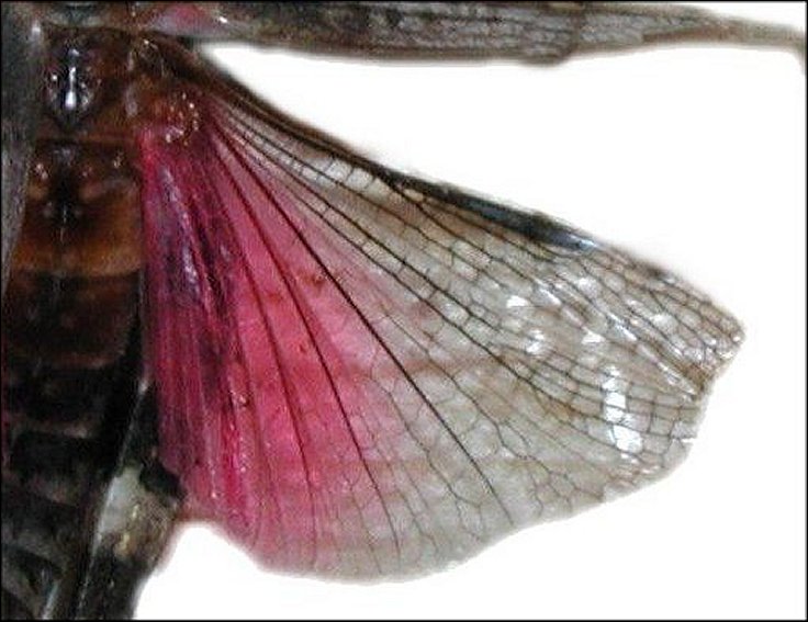 Calliptamus italicus 4
