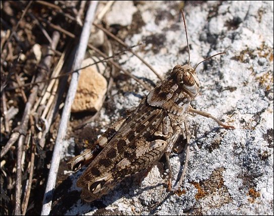 Calliptamus italicus 5