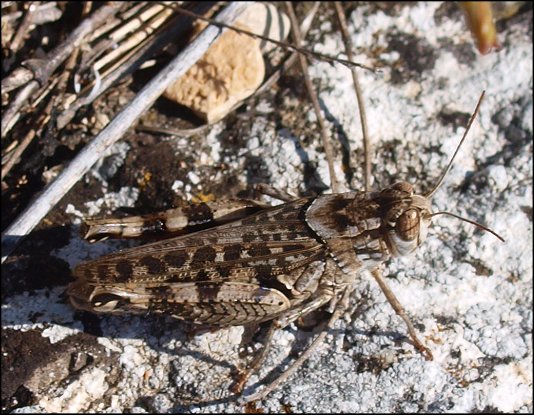 Calliptamus italicus 6