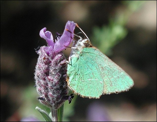 Callophrys avis 1