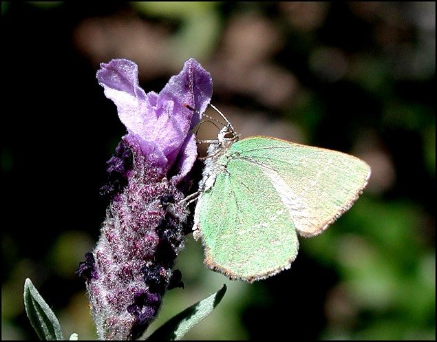 Callophrys avis 2