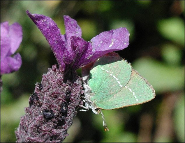 Callophrys avis 3