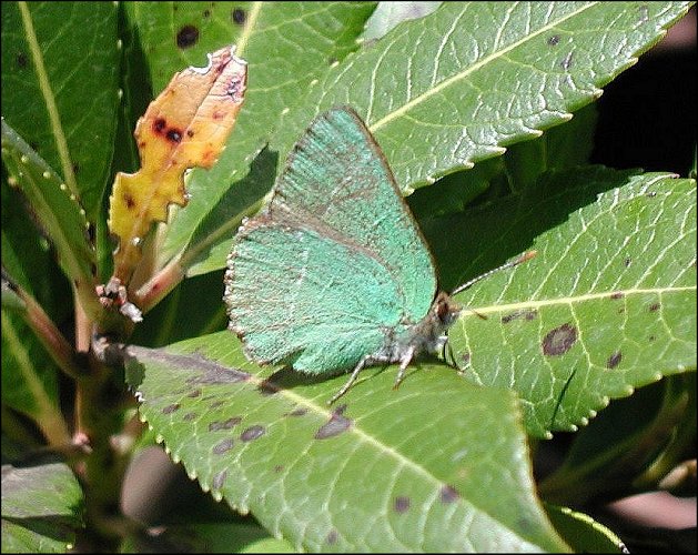 Callophrys avis 5