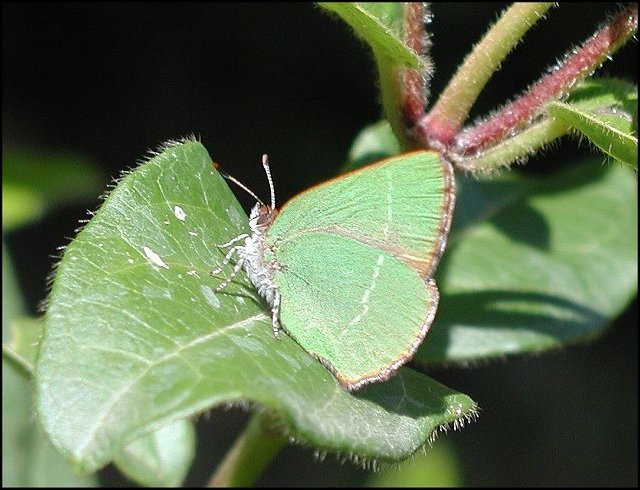 Callophrys avis 6