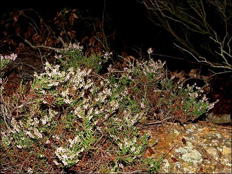 Calluna vulgaris 1