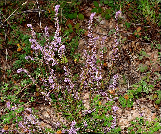 Calluna vulgaris 10
