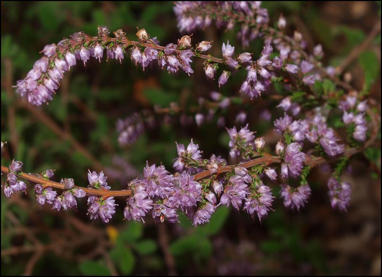 Calluna vulgaris 11