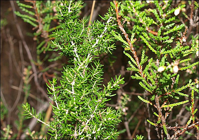 Calluna vulgaris 12