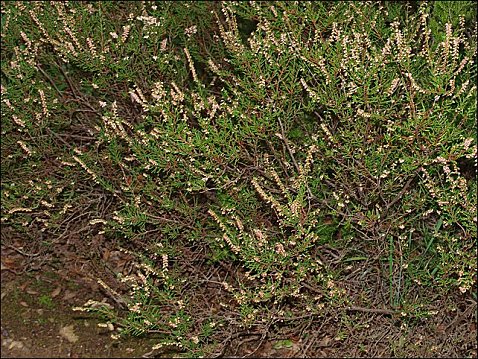 Calluna vulgaris 2