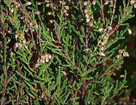 Calluna vulgaris 3