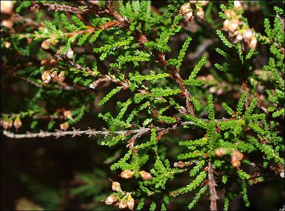 Calluna vulgaris 4