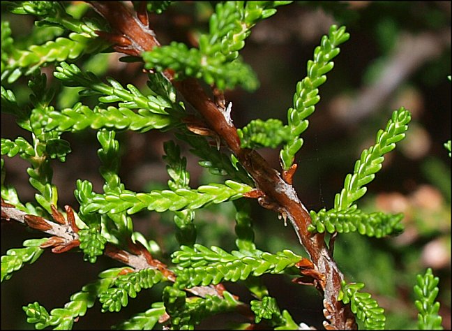 Calluna vulgaris 5