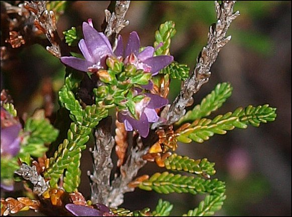 Calluna vulgaris 6