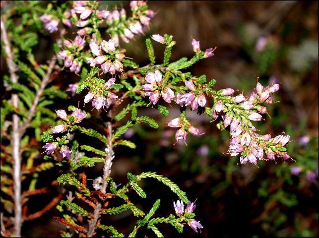 Calluna vulgaris 7