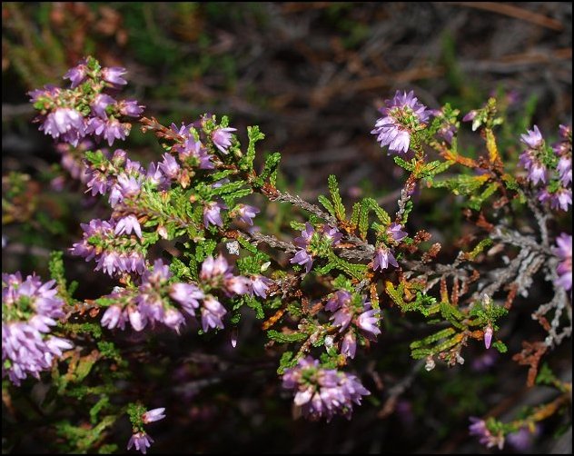 Calluna vulgaris 8