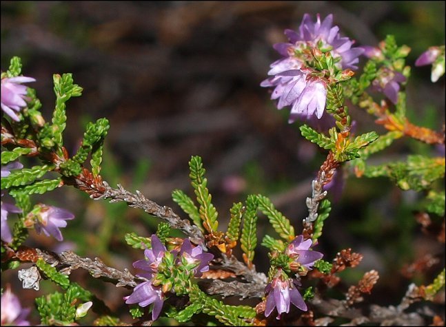 Calluna vulgaris 9