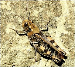 Caloptne ochrac