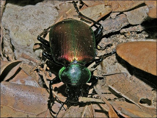Calosoma 1