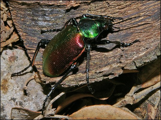 Calosoma 2