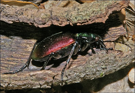 Calosoma 3