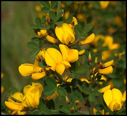 Calycotome pineux