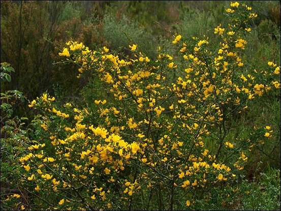 Calycotome spinosa 1