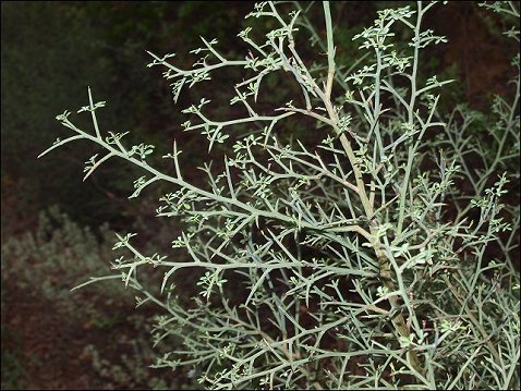 Calycotome spinosa 10