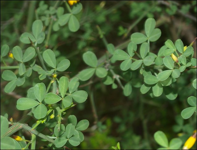 Calycotome spinosa 2