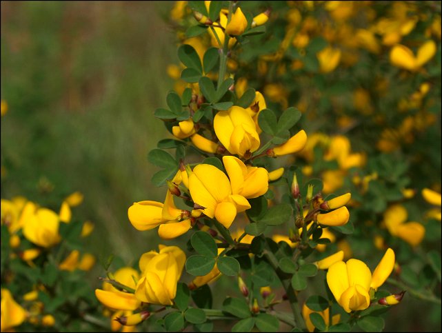 Calycotome spinosa 3