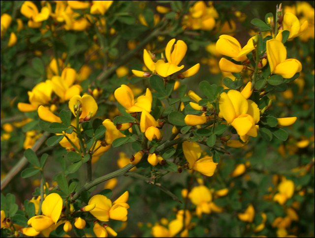 Calycotome spinosa 4