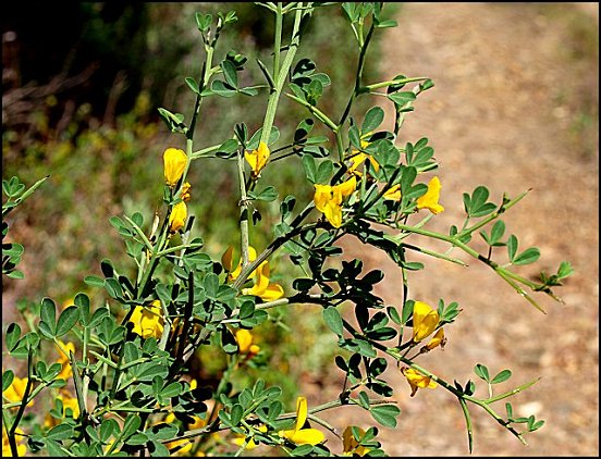Calycotome spinosa 5