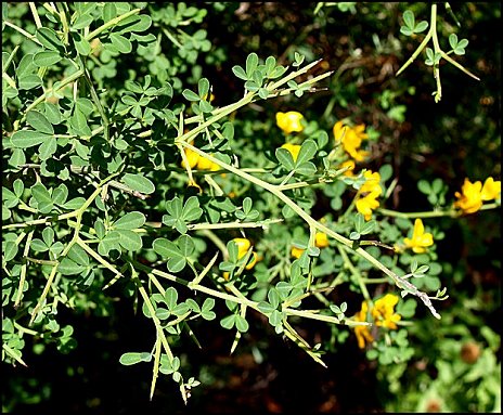 Calycotome spinosa 6