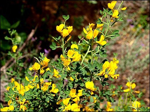 Calycotome spinosa 7