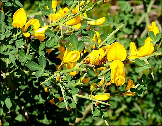 Calycotome spinosa 8