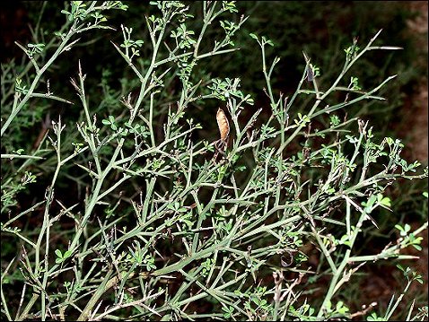 Calycotome spinosa 9