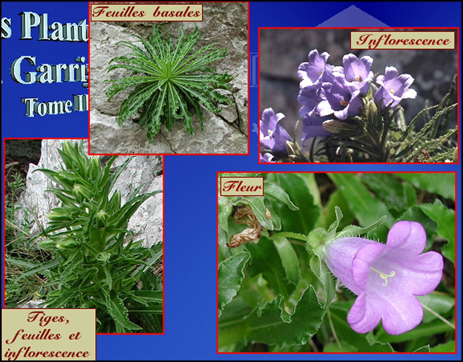 campanule dtails