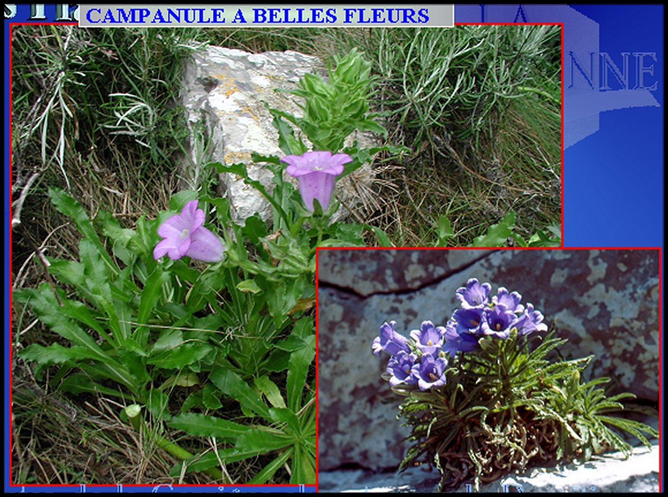 campanule vue d'ensemble
