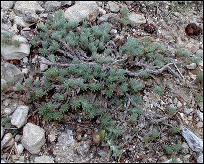 Camphorine