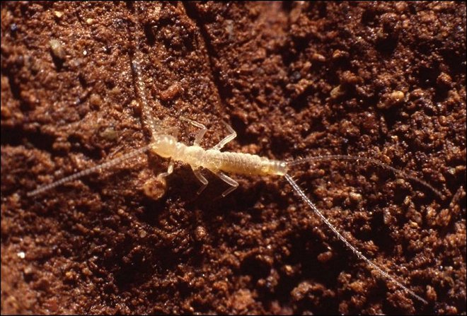 Campodea sp.1