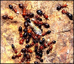 Camponote bicolore