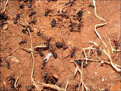 Camponotus cruentatus 3