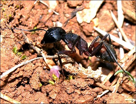 Camponotus cruentatus