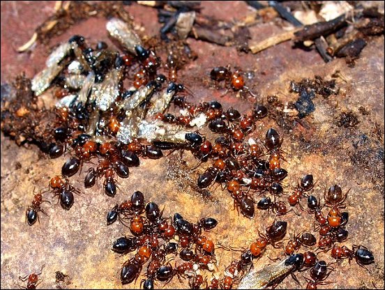 Camponotus lateralis 1