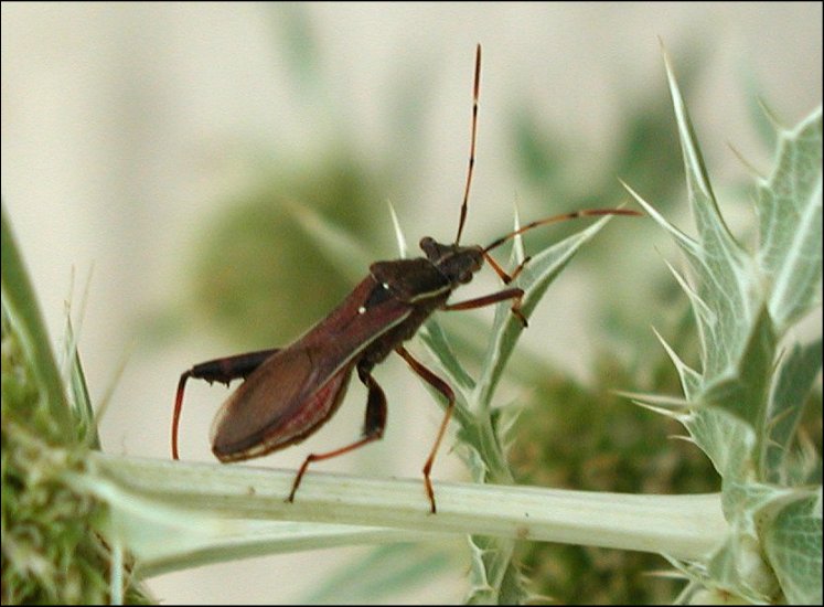 Camptopus lateralis 1