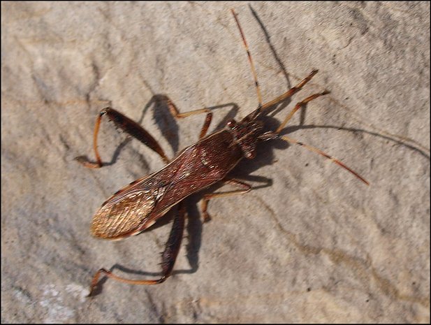 Camptopus lateralis 2