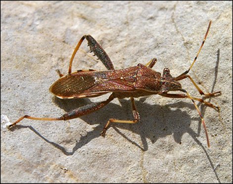 Camptopus lateralis 3