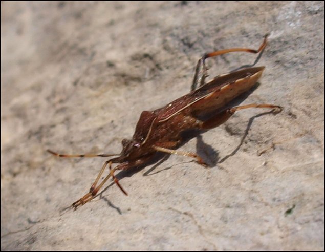Camptopus lateralis 4