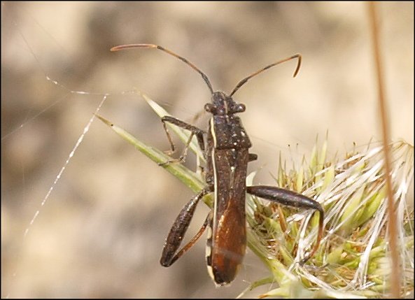 Camptopus lateralis 5