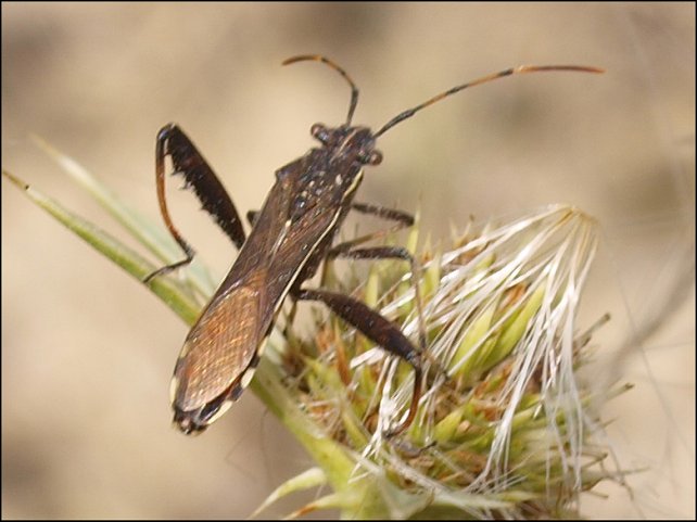 Camptopus lateralis 6
