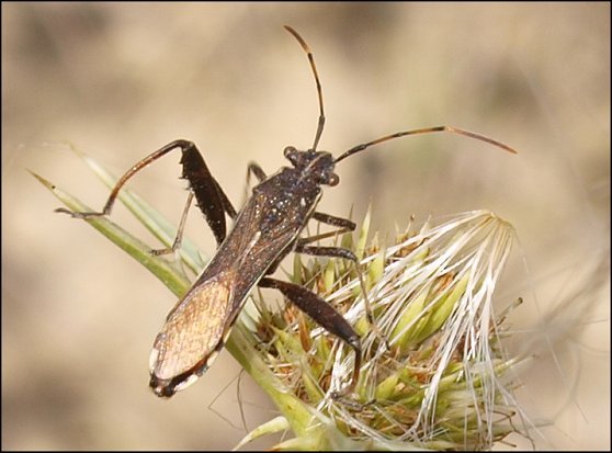 Camptopus lateralis 7